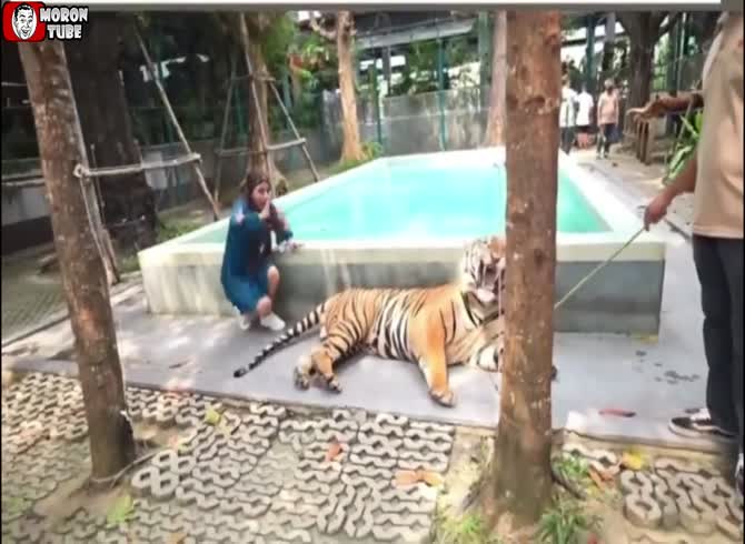 Video :Tigers are given drugs to approach visitors